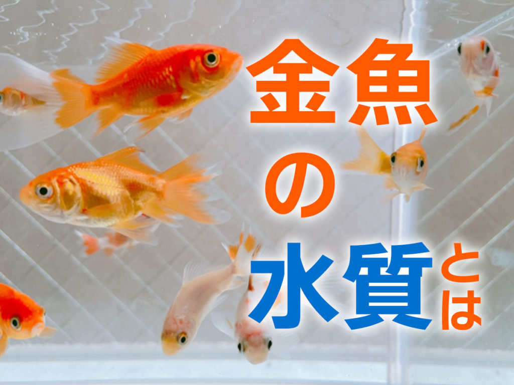 金魚の水質とは！最適なpHとおすすめの調整方法・検査薬などを解説のサムネイル画像
