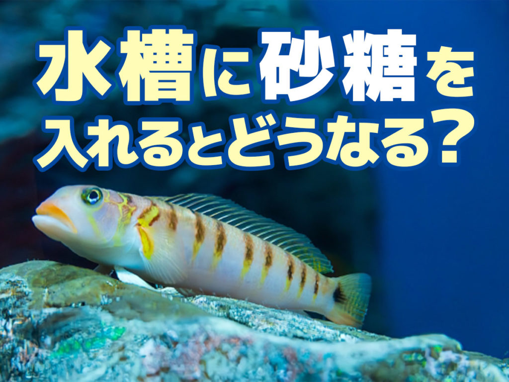 熱帯魚水槽と砂糖!砂糖が水槽に与える影響とおすすめしない理由を解説のサムネイル画像