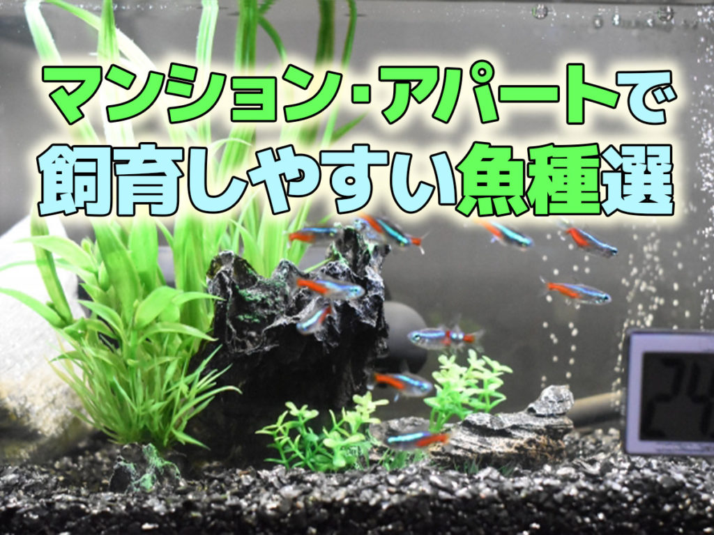 賃貸で飼える魚10選!マンション・アパートで飼育しやすい魚種を紹介のサムネイル画像