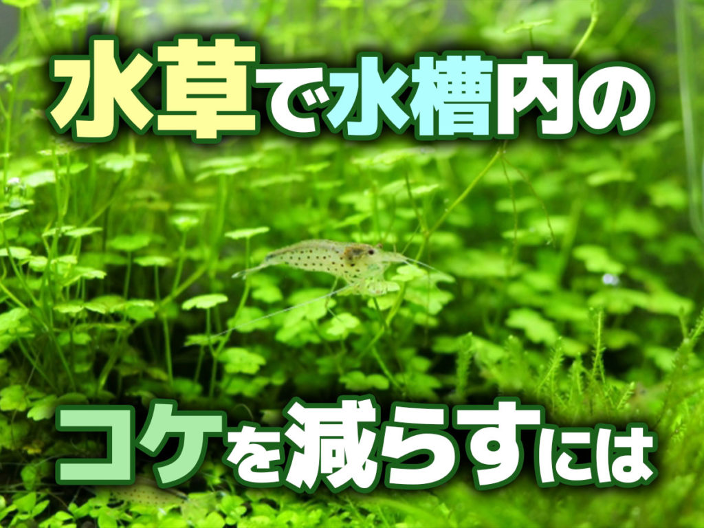 水草でコケを減らすには!レイアウト向きでコケ対策もできる水草種とはのサムネイル画像