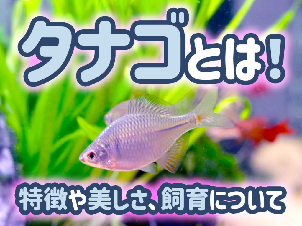 タナゴとは！特徴から美しさ、飼育の難易度・コツ・繁殖についてを解説のサムネイル画像