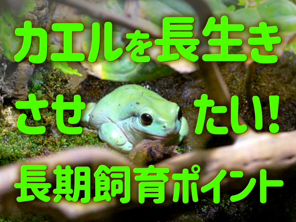 カエルを長生きさせたい!カエルの長期飼育ポイントと飼育環境についてのサムネイル画像