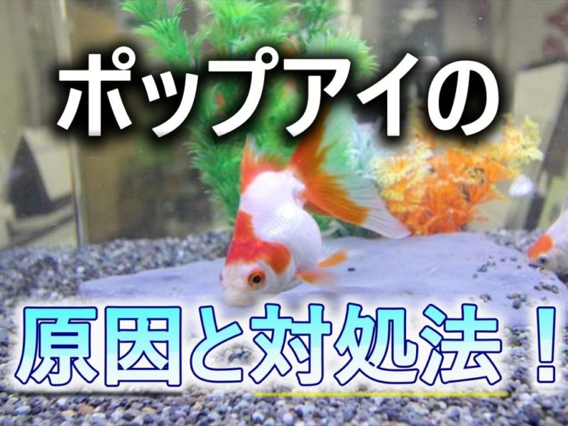 ポップアイの原因と対処法を説明する金魚の見出し画像