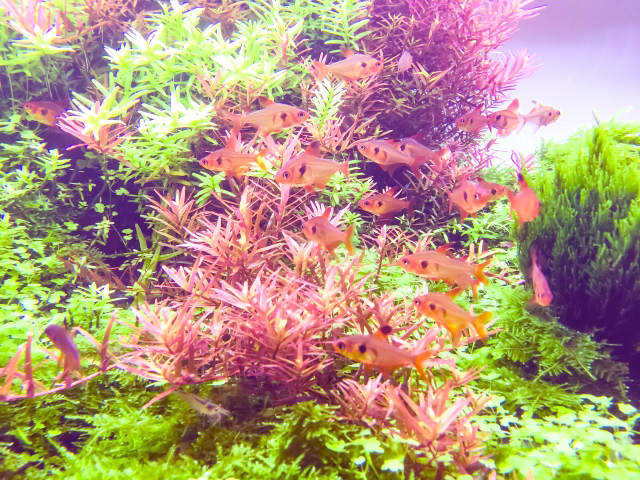 赤や緑の水草が茂る水槽内を泳ぐ小型カラシンの群れ
