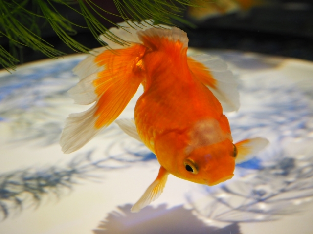 水草の下を泳ぐ赤と白の琉金型の金魚と水底の影