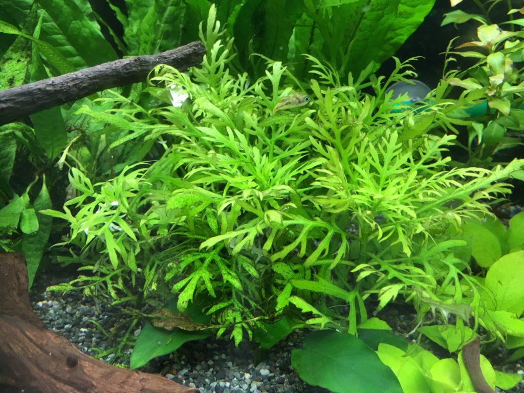 流木とアヌビアス類が配置された水槽内の水草の群生