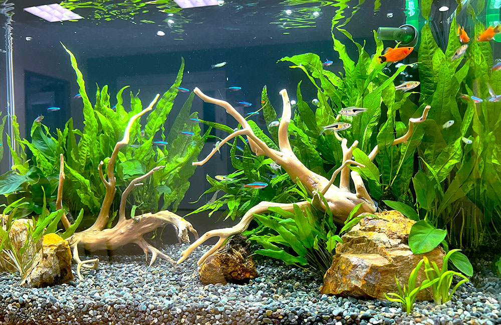 流木と水草に囲まれて泳ぐネオンテトラの仲間と小型熱帯魚