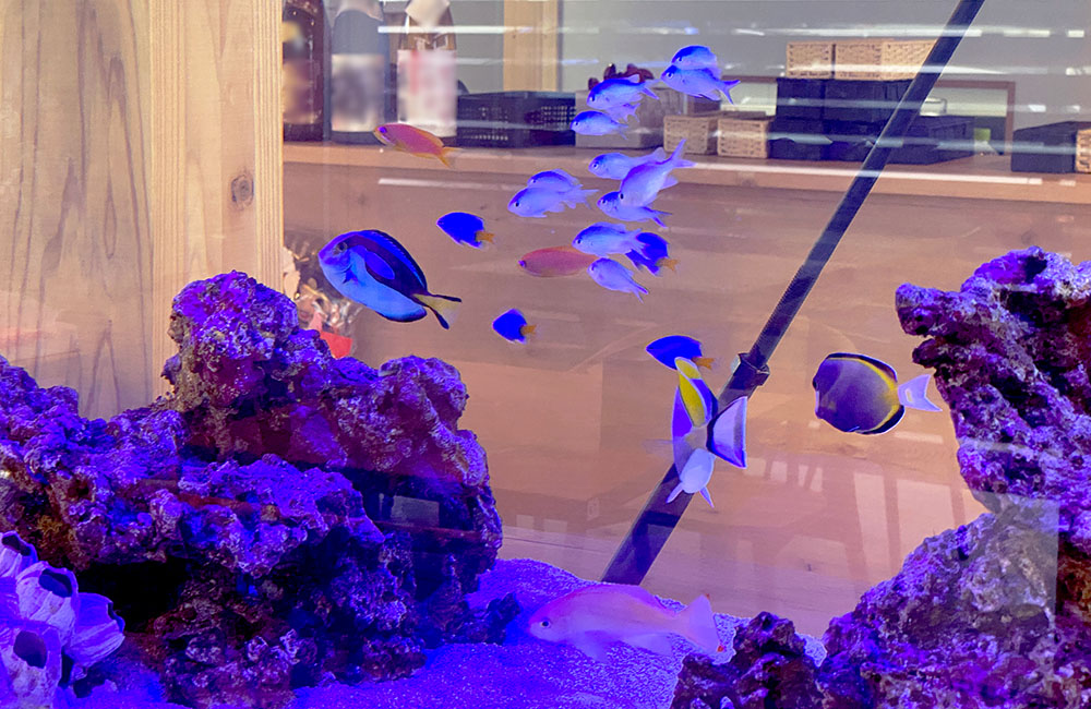ライブロックと青い海水魚が泳ぐサンゴ礁水槽の風景