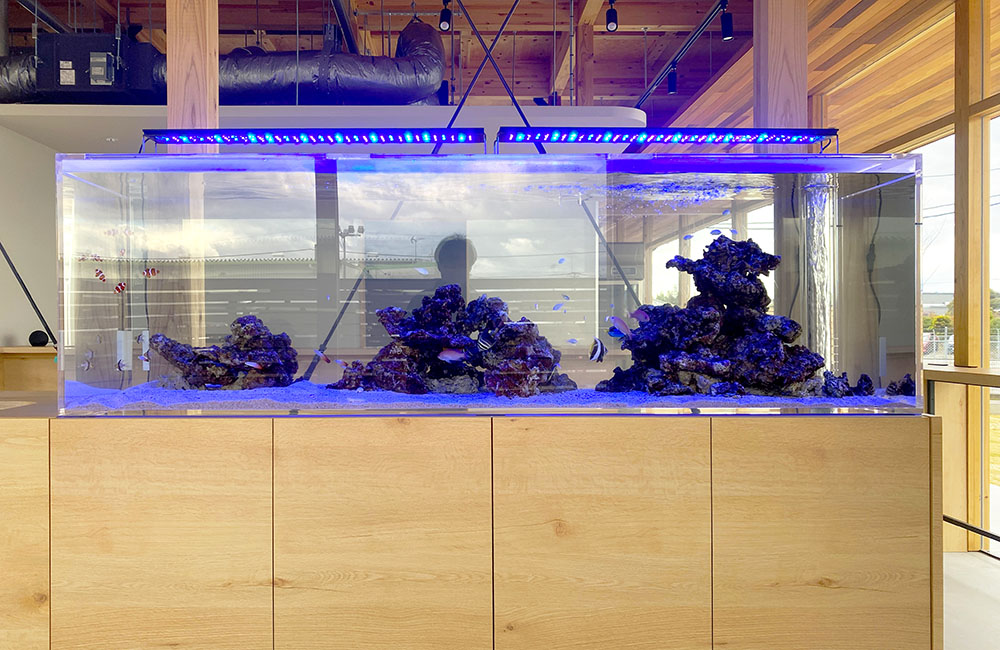 青い照明とライブロックを配置した大型海水魚水槽