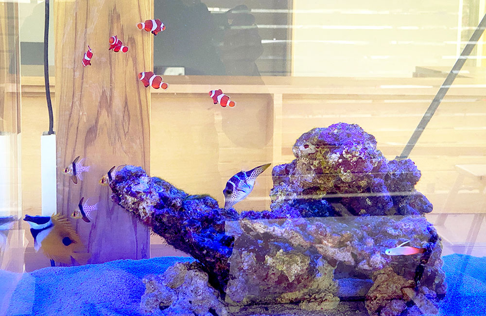 カクレクマノミや海水魚が泳ぐライブロックを組んだ海水水槽