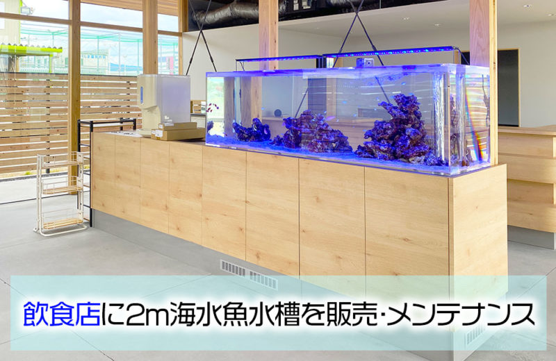 飲食店様に2mの特注海水魚水槽を販売!定期メンテナンスしています 水槽画像1