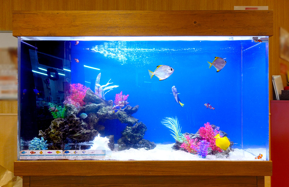 海水魚が泳ぐ木枠の大型水槽とカラフルな人工サンゴ