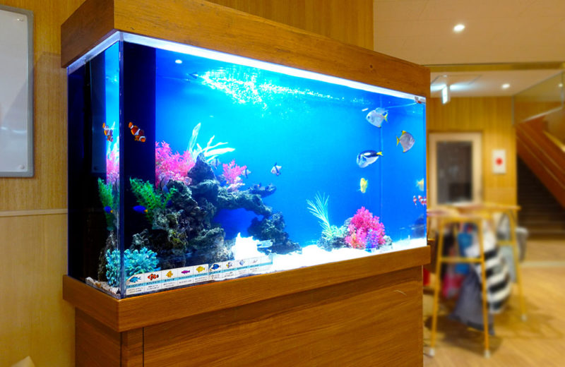 幼稚園の150cm大型水槽その後の様子！魚たちが元気に泳ぎます 水槽画像５