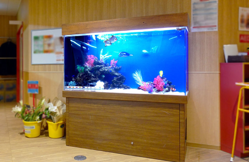 幼稚園の150cm大型水槽その後の様子！魚たちが元気に泳ぎます 水槽画像３