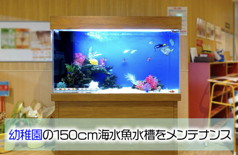 幼稚園の150cm大型水槽その後の様子！魚たちが元気に泳ぎます 水槽画像１