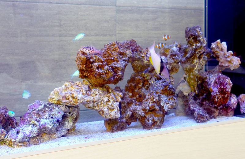 個人宅様に海水魚水槽をレンタル!透明感が美しいアクアリウム 水槽画像3