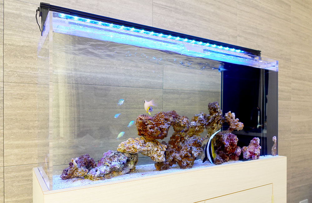 青い照明とライブロックを配置した海水魚水槽の全景