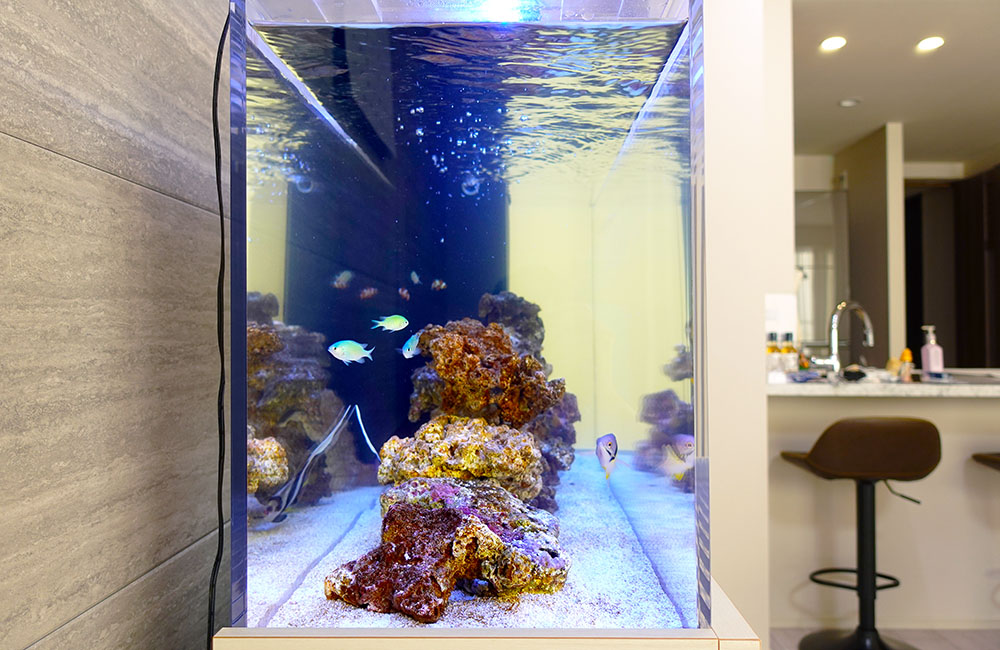 海水魚とライブロックを配置した室内設置の海水水槽