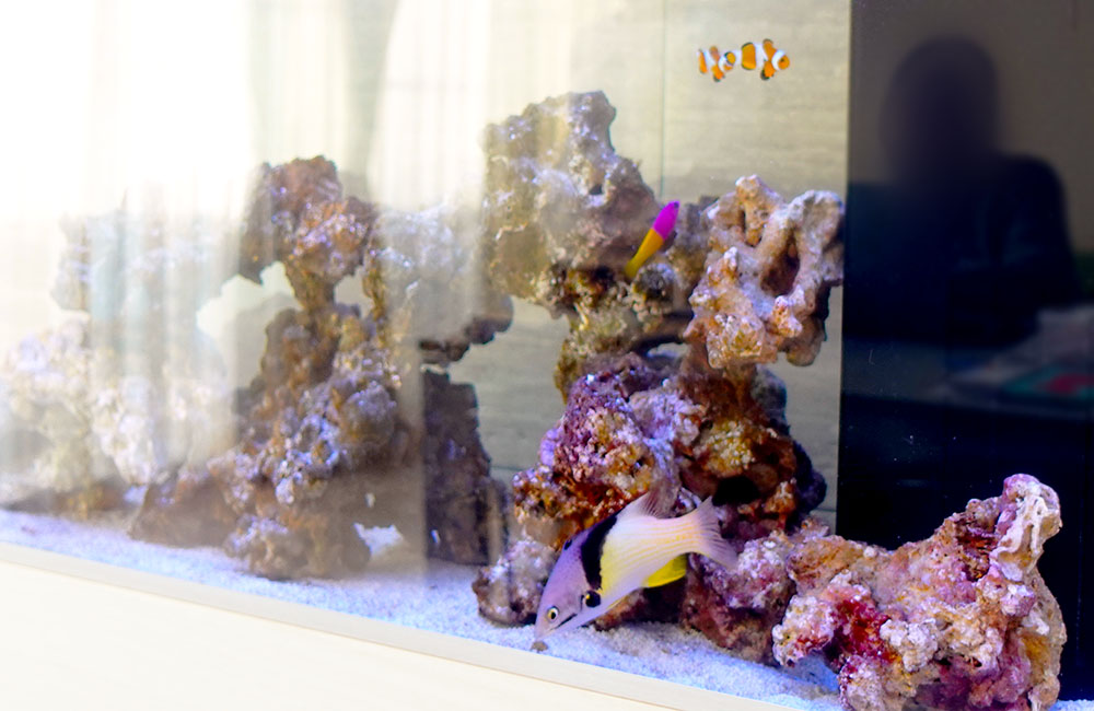ライブロックを組んだ海水魚水槽を泳ぐカクレクマノミ等の熱帯魚