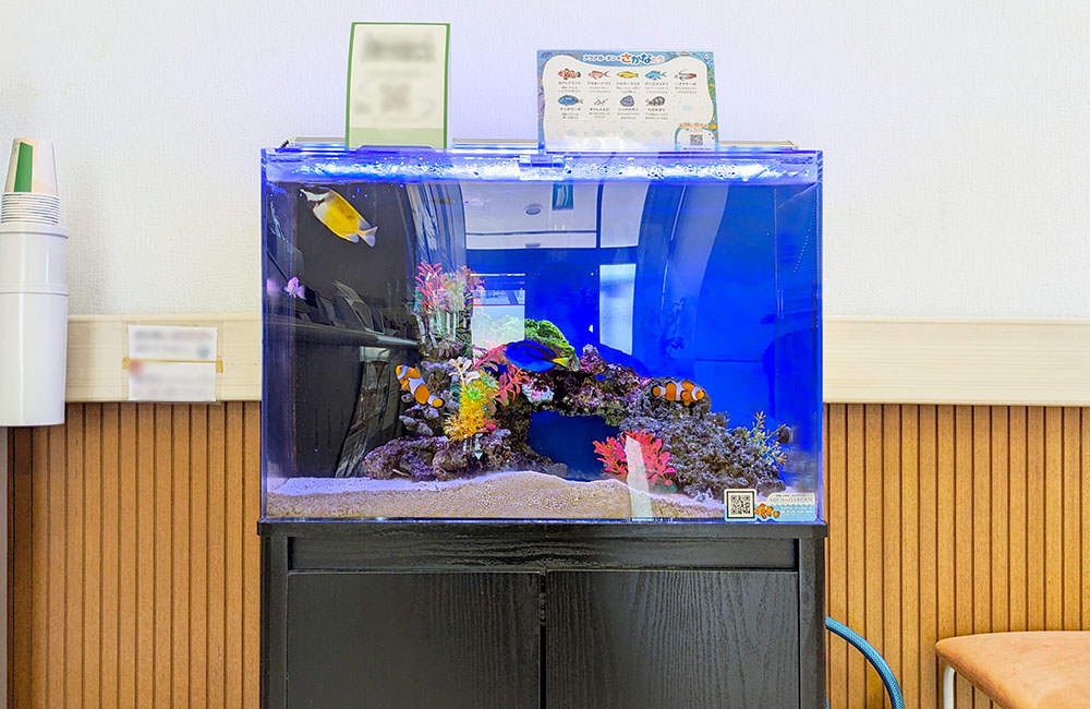 クマノミや海水魚が泳ぐ青い背景の海水魚水槽
