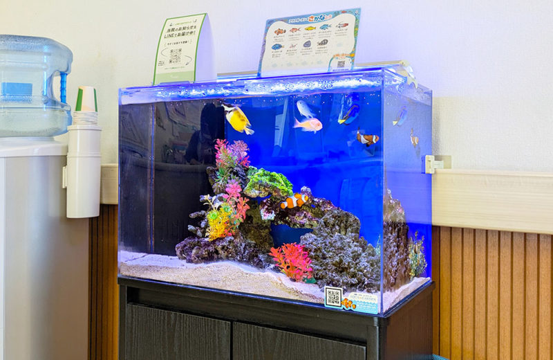 クリニック様の60cm海水魚水槽・10年目の様子!定期メンテナンス事例 水槽画像3