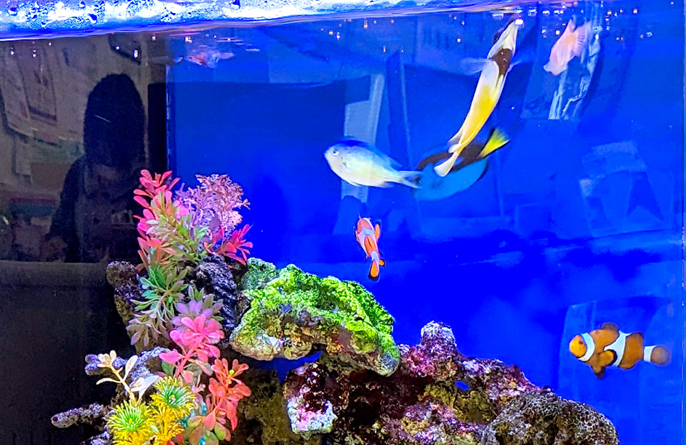 青い背景の水槽を泳ぐクマノミと人工水草のレイアウト