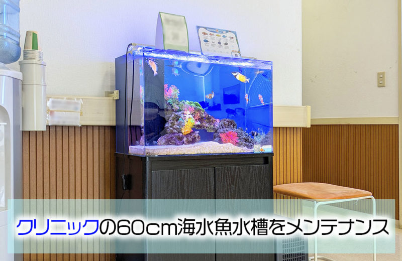 クリニック様の60cm海水魚水槽・10年目の様子!定期メンテナンス事例 水槽画像1