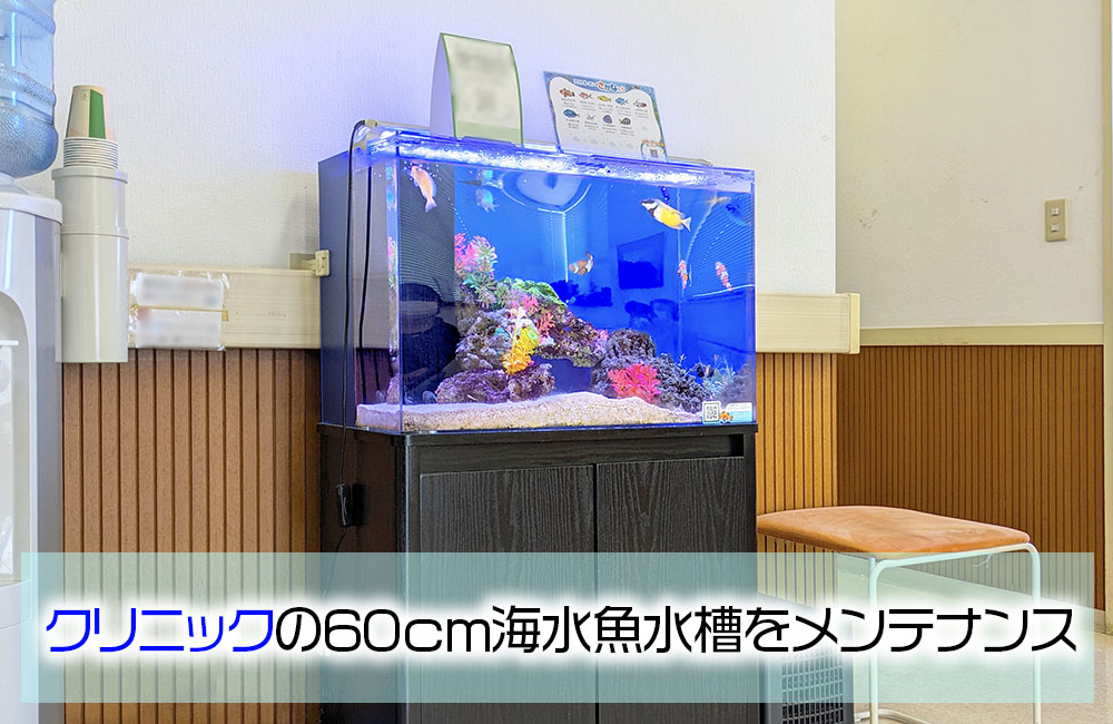 クリニック様の60cm海水魚水槽・10年目の様子!定期メンテナンス事例