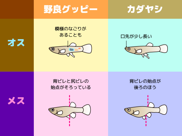 野良グッピーとカダヤシの雌雄の見分け方比較図