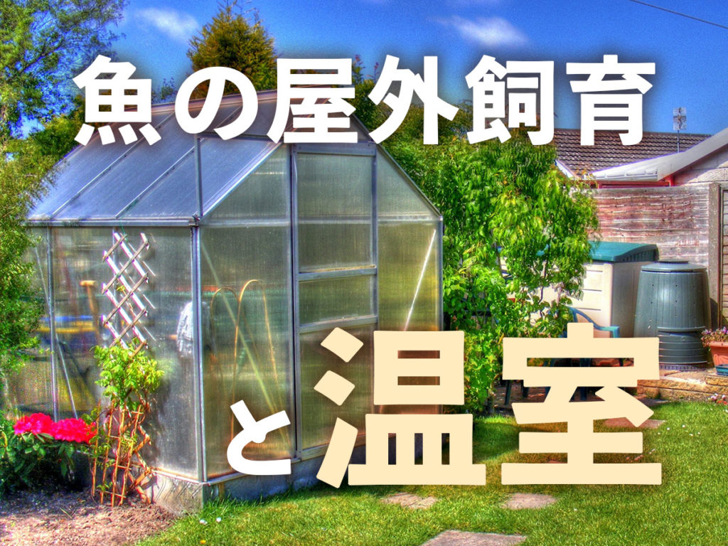 魚の屋外飼育とビニールハウス!温室を作るメリットとデメリットのサムネイル画像