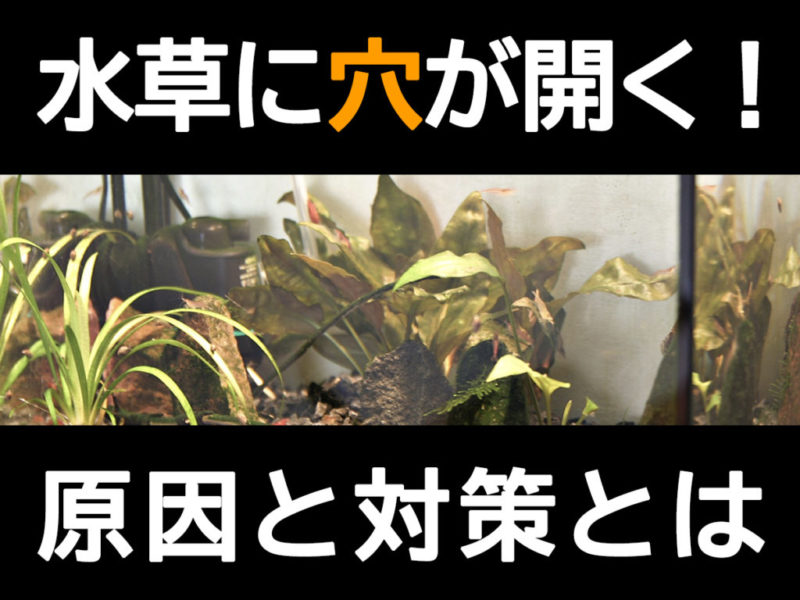 水草に穴が開く原因と対策の文字入り見出し画像