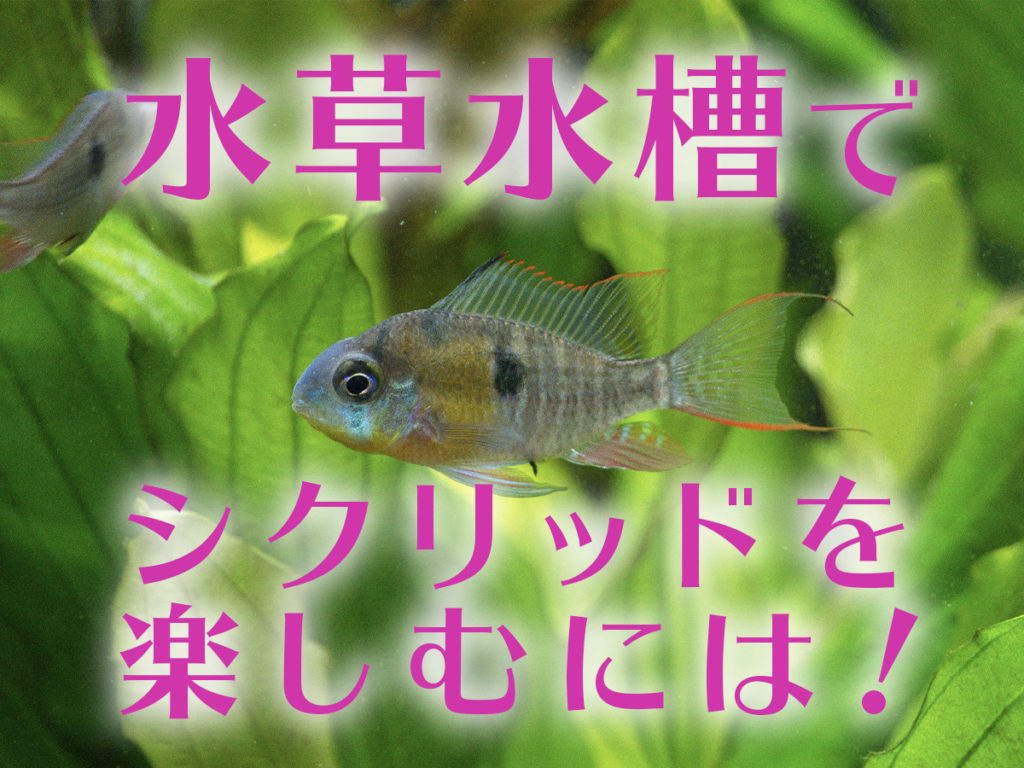 水草水槽でシクリッドを楽しもう！ポイントと弱アルカリ性に強い水草3選のサムネイル画像