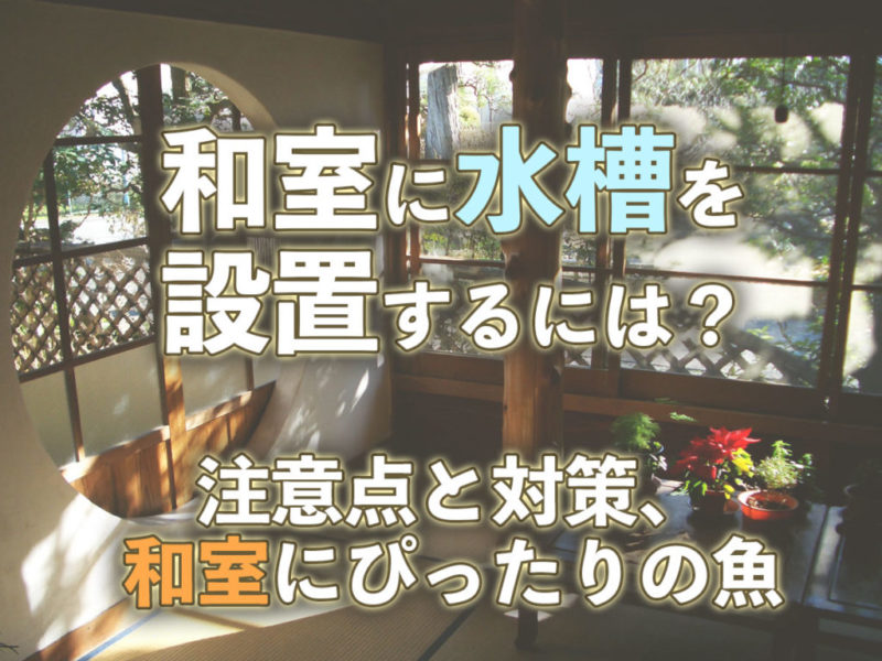 和室に水槽を設置する注意点と対策の見出し画像