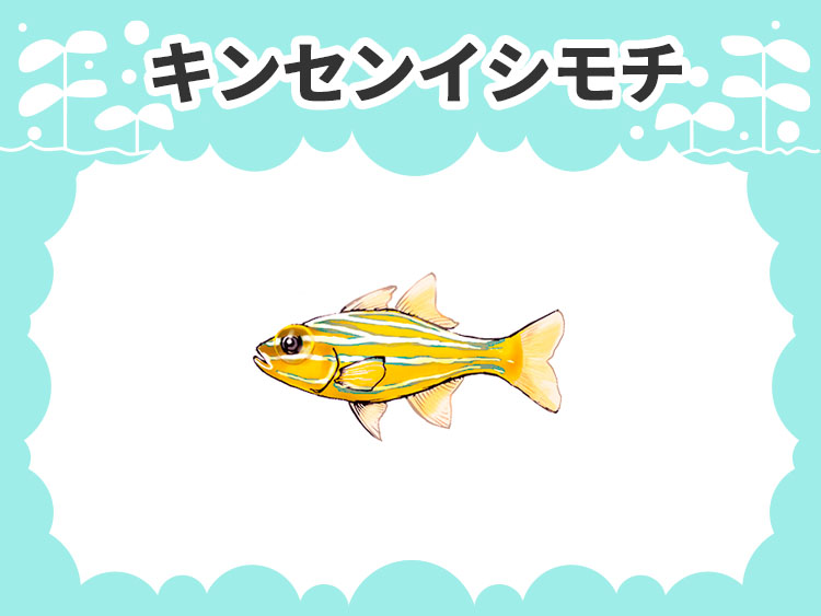キンセンイシモチのお魚図鑑