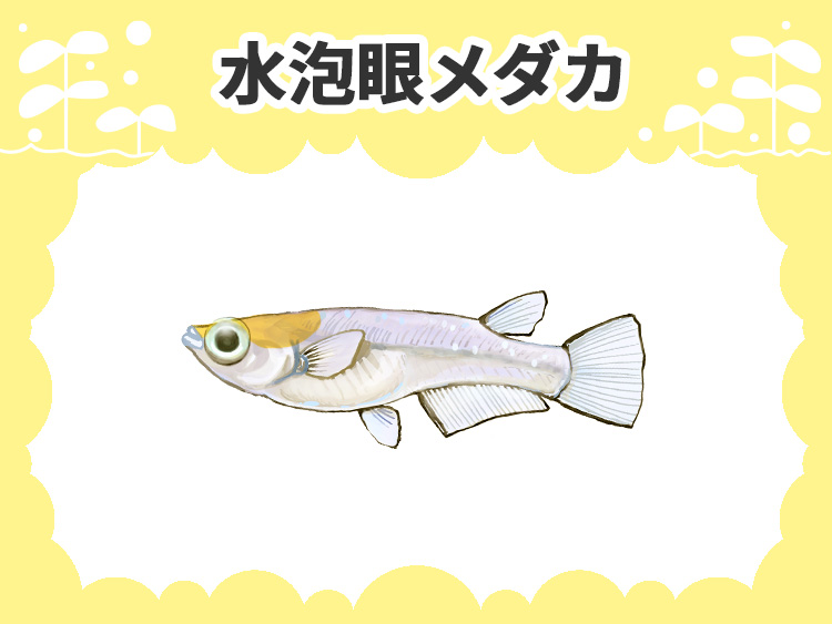 水泡眼メダカのサムネイル画像