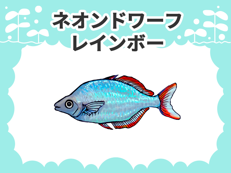 ネオンドワーフレインボーのお魚図鑑