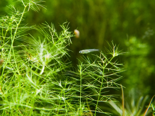 水草の間を泳ぐ小さなメダカと緑色の水草の風景
