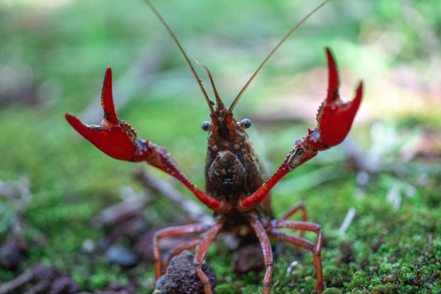 赤いハサミを大きく振り上げるザリガニの正面写真