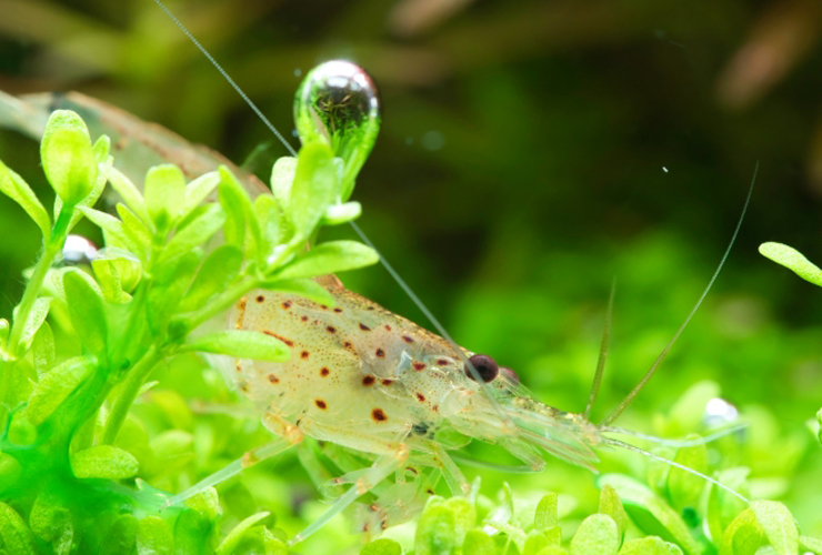 水草の上のエビと気泡の付いたパールグラスの仲間