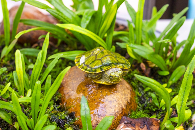 水草と苔に囲まれた石の上で休む小さなカメの仲間