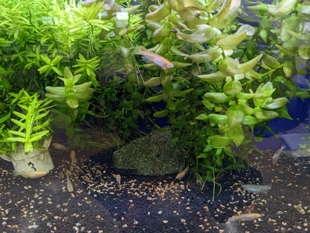 水草が茂る水槽内を泳ぐメダカと底砂の石