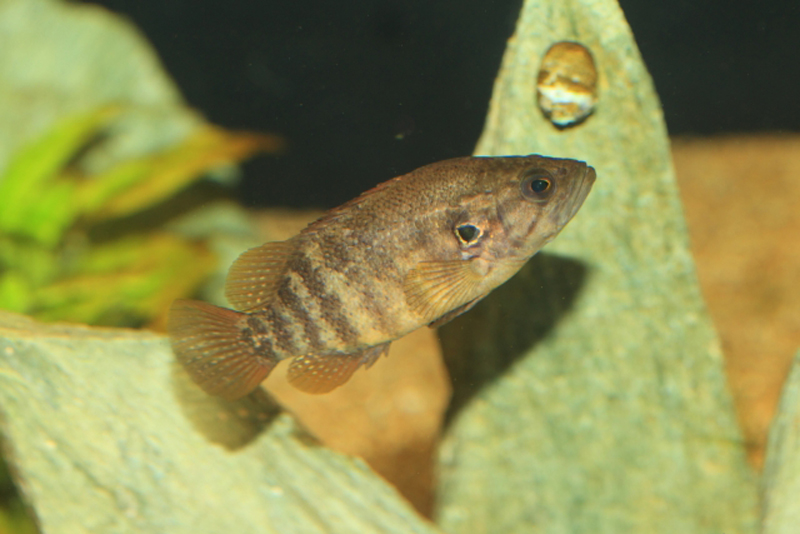 水槽内の岩のそばを泳ぐ縞模様のある淡水魚の姿