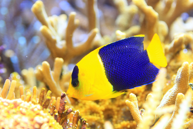 サンゴ礁を泳ぐ黄色と青色の海水魚のヤッコ類