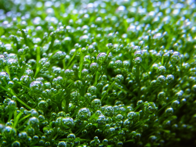 無数の気泡をつけた水槽内の鮮やかな緑色の水草