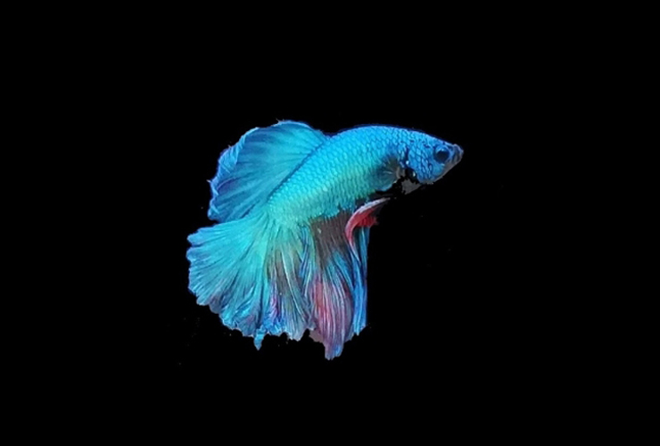 黒い背景を泳ぐ青いベタの熱帯魚