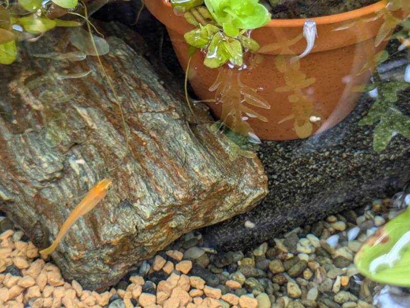 石の横を泳ぐメダカと鉢植えの水草