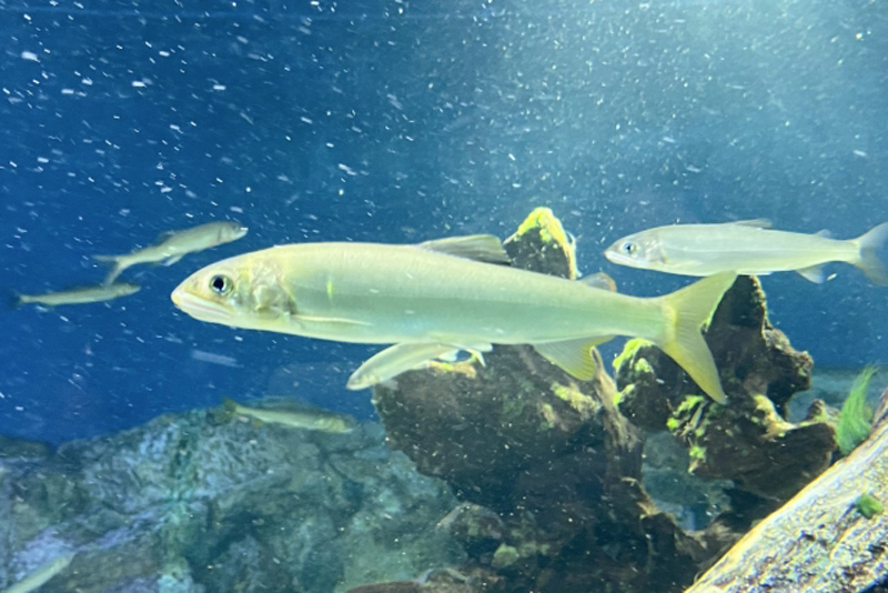 岩の多い水槽内を泳ぐアユと川魚の群れ