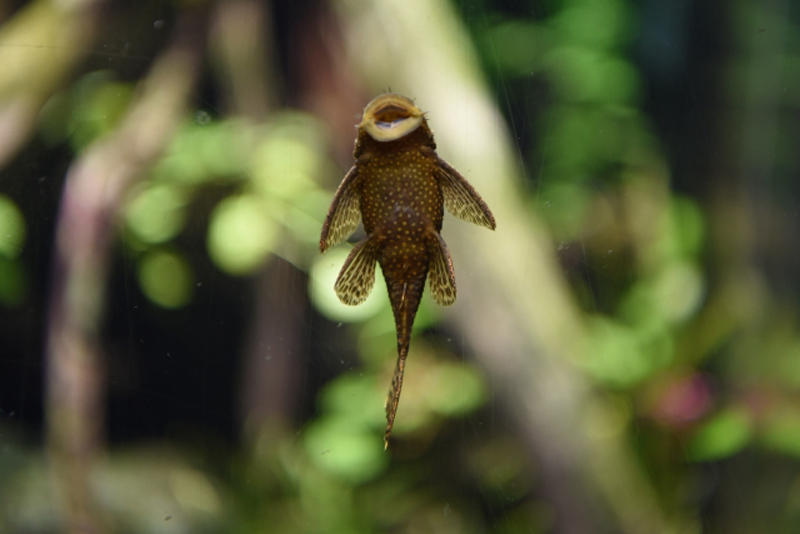 水槽のガラス面に吸い付くプレコの仲間と背景の水草