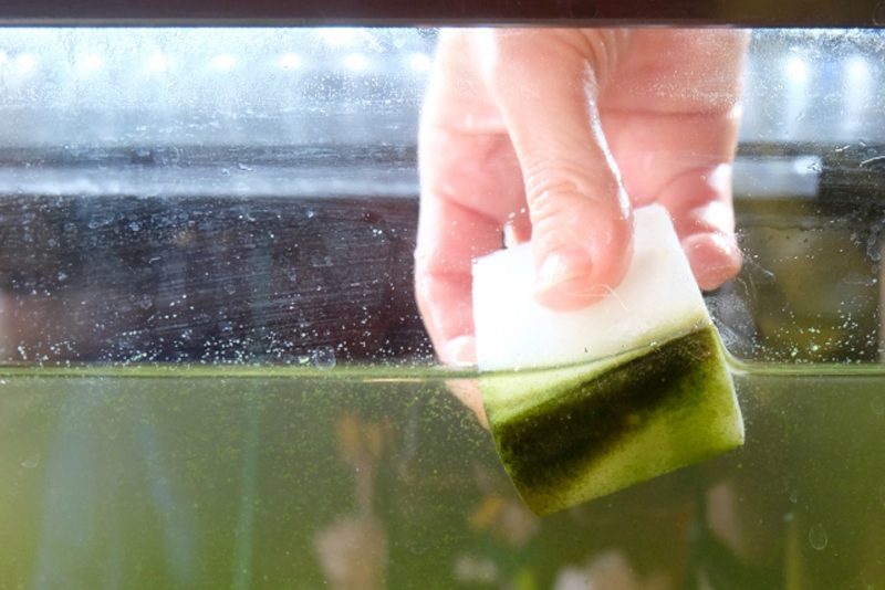 スポンジで水槽壁面のコケを掃除する手元