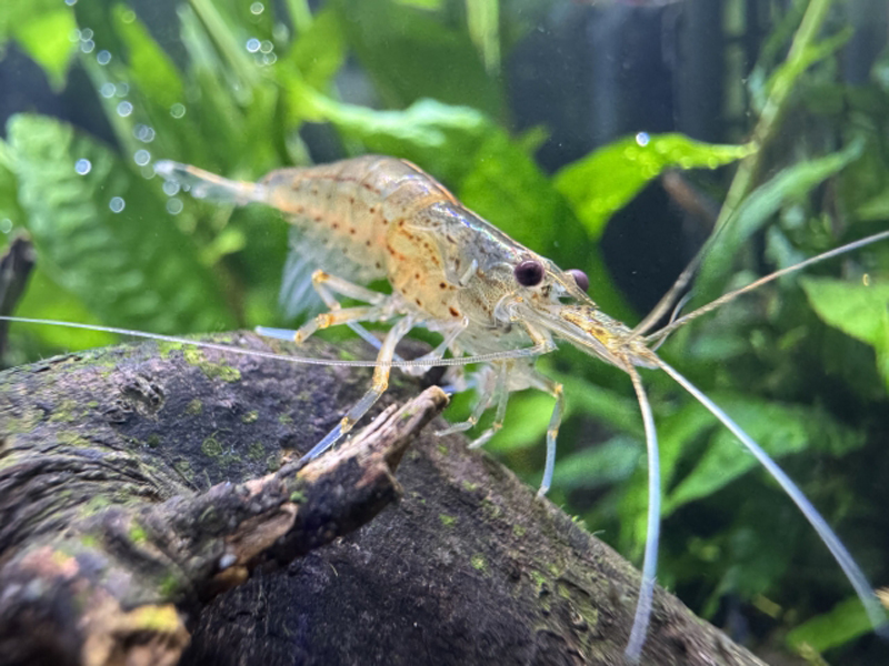 流木の上に乗るヤマトヌマエビと背景の水草